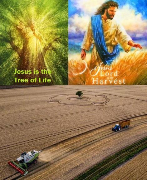 http://n-e-gy-v-e-n-k-e-t-t-o.hupont.hu/felhasznalok_uj/2/9/290311/kepfeltoltes/jesus_tree_of_life_harvest.jpg?26979990